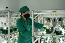 螺旋藻在越南中部养殖成功。（图片来源：越通社）