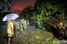 河内职能部门连夜克服第3号台风造成的后果【组图】