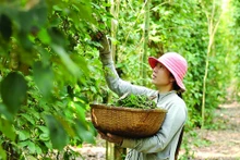 附图：农民收获胡椒。