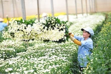 附图：越南花卉出口额突破1亿美元。