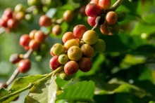 越南咖啡出口位居世界第二。