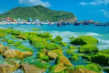 仁海渔村的翠绿苔藓礁石。