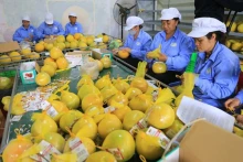 2024年2月越南农林水产品出口额达近100亿美元【图表新闻】