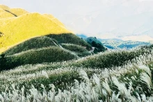 附图：平辽的芦苇季节是想要享受新鲜空气和诗意风景的人的理想目的地。