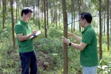 林业大学的工作人员在朝着实现加工和出口的可持续森林管理的方向大型集约化木材种植园模型中检查植物的生长过程。