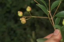 宁顺省发现的一种新植物。