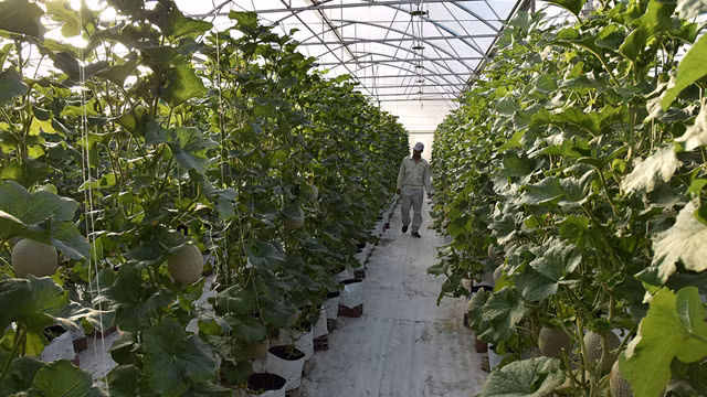 第四次工业革命时代的农场（组图） ảnh 6