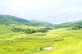 富寿省沔隊梯田。（图片来源：baophutho.vn）