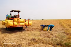 安江省进入水稻收割期。（图片来源：越通社）