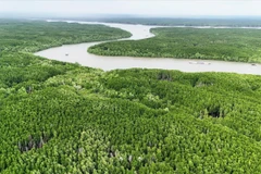 吸引流入森林碳市场的投资。