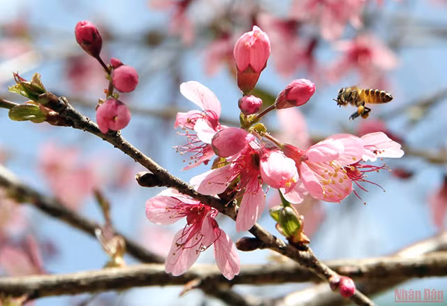 大叻充满春天色彩（组图） ảnh 3