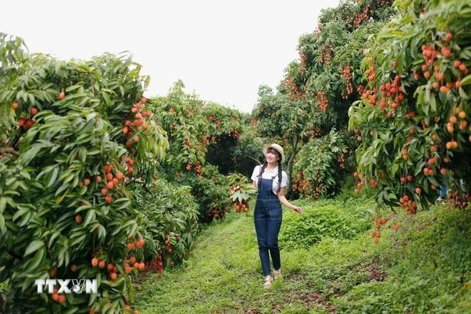 北江荔枝季热潮吸引大量游客。（图片来源：越通社）