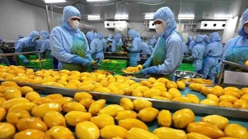 芒果出口加工现场。