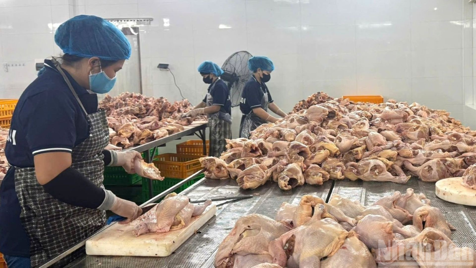 河内嘉林的一家家禽加工厂。(图片来源:HNV 摄) image-1.jpg