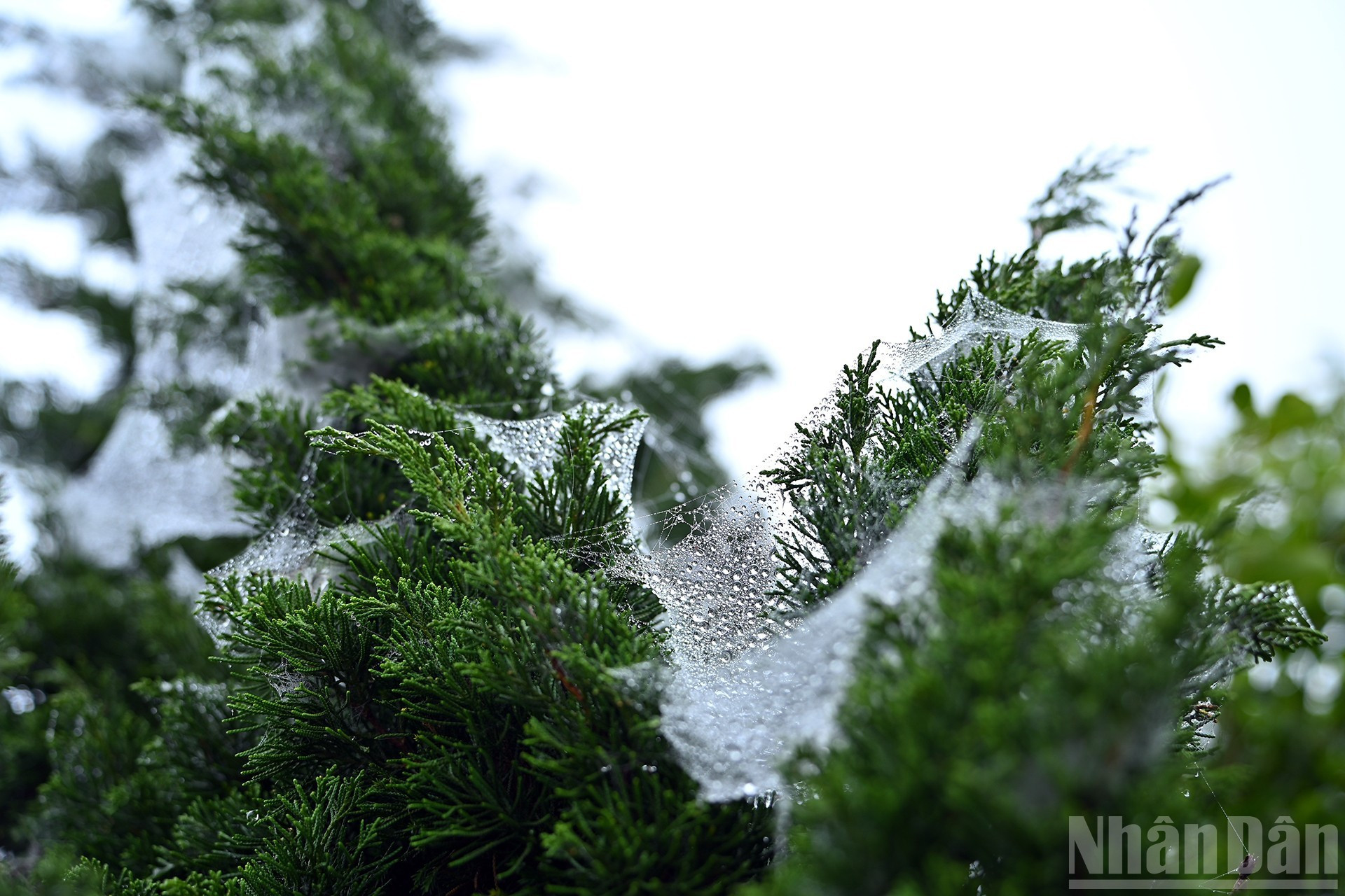 伊子的神秘云海【组图】 ảnh 14