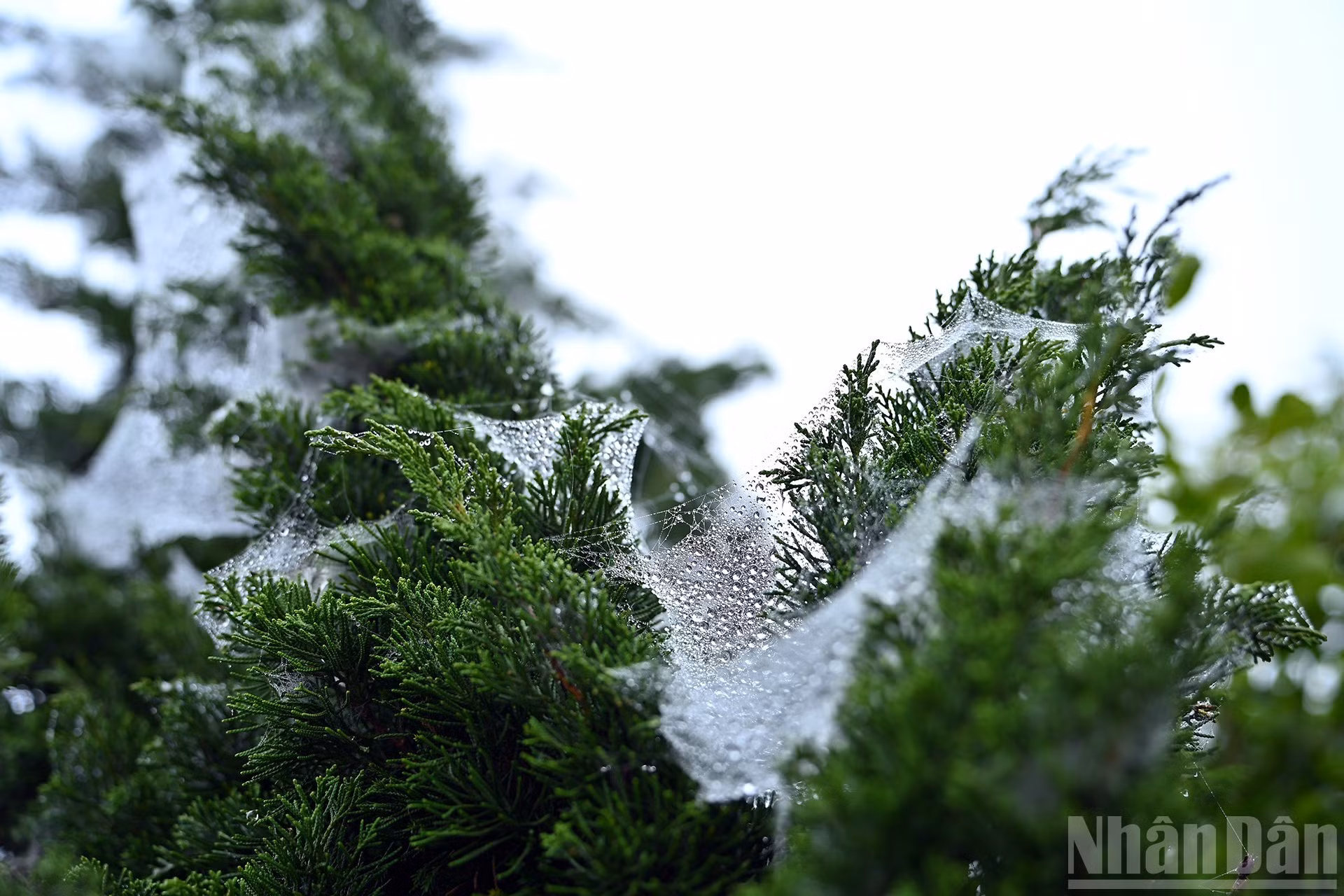 伊子的神秘云海【组图】 ảnh 14