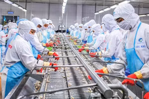 金瓯省企业应用科技于虾类生产，旨在提升产量与质量。