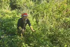 瑶族同胞采摘草药。（图片来源：越通社）