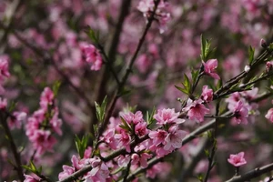 桃花在越南传统春节期间绽放 展现出迷人的美丽【组图】