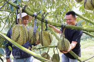 庆和省某个应用高科技农业的榴莲种植模式。（图片来源：越通社）