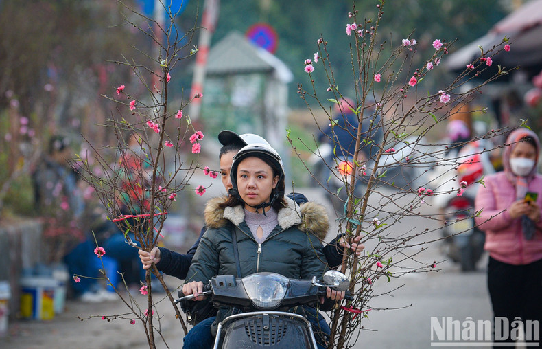 日新桃花提前开花，为元旦节提供服务。（成达 摄）