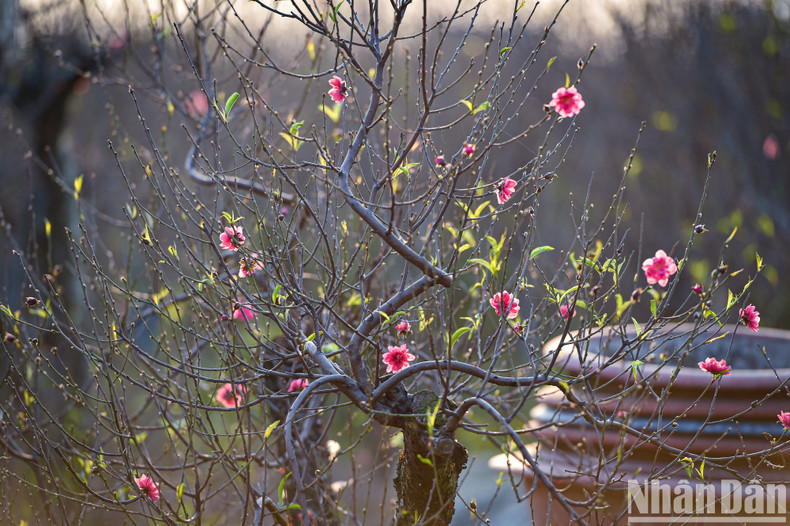 农民们称，如果正月下毛毛雨，桃花将会更加艳丽。（成达 摄）