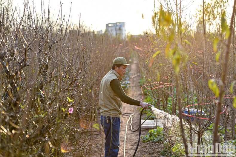 一名桃花种植农民称，今年天气较为顺利，如果天气干燥桃花不好看。（成达 摄）