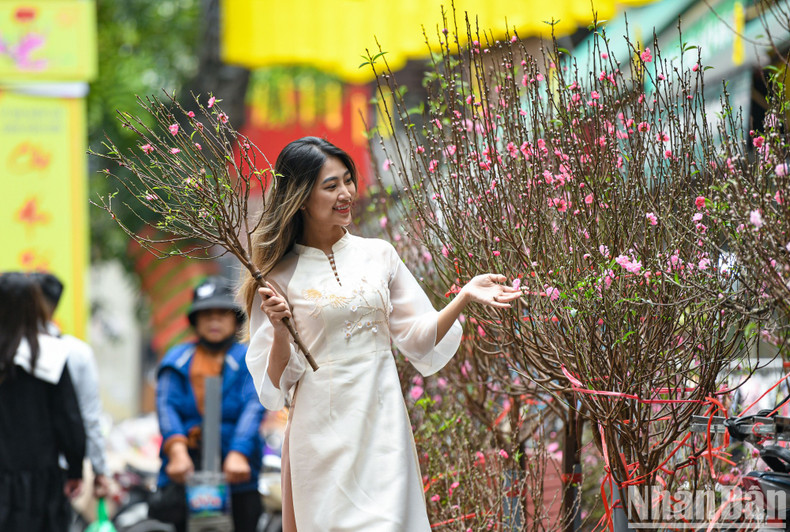 梳街春节花卉市场上也摆满了日新桃花。