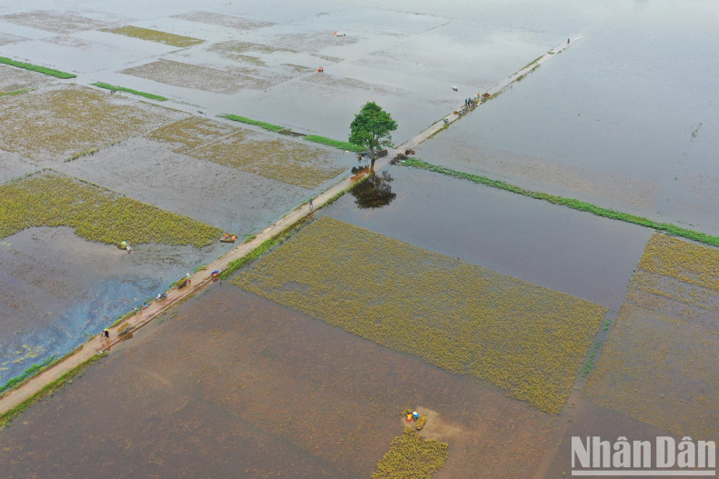 裴河水位上涨，导致美良乡的田地被严重淹没。