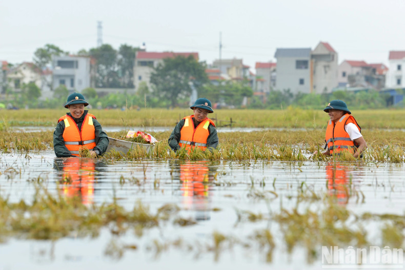 战士们帮助农民收割水稻。