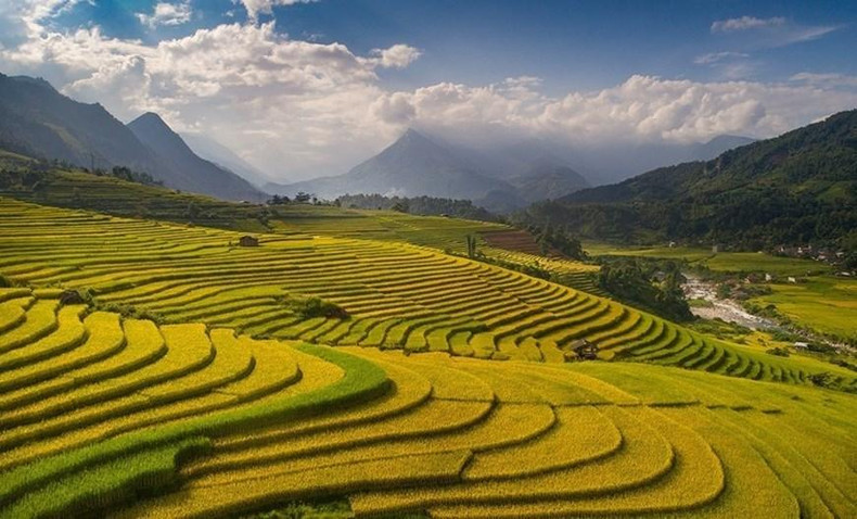 进入稻米收割季的沙巴景色优美迷人。 进入稻米收割季的沙巴景色优美迷人。