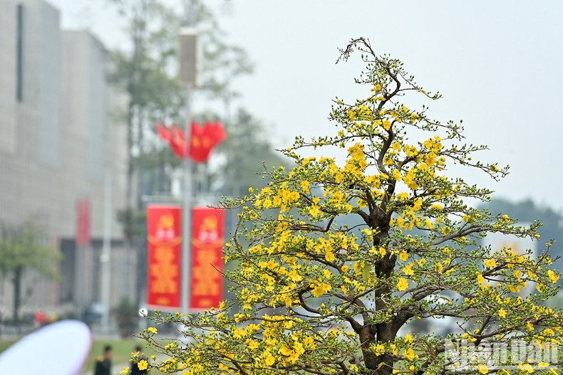 巴廷广场的春色。（登科 摄）