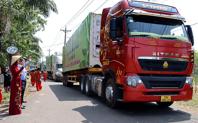 2023年初，一批来自同奈省的新鲜香蕉出口到中国市场。