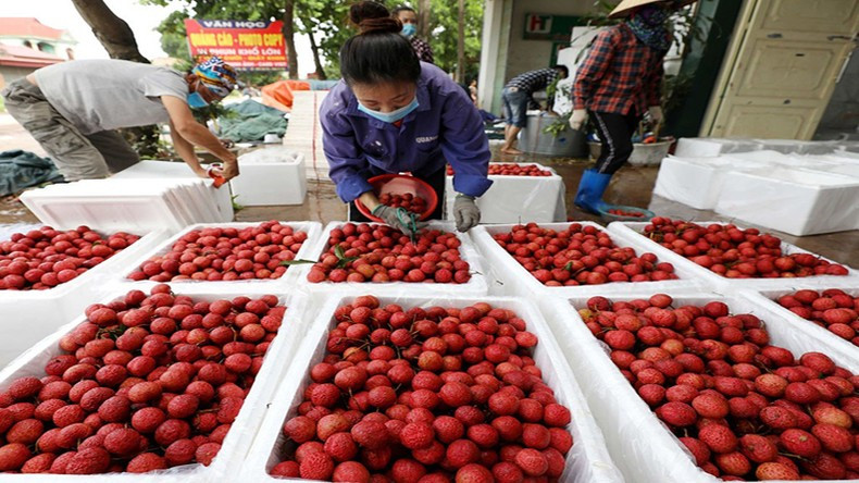 越南农产品在中国市场仍有潜力可挖。 越南农产品在中国市场仍有潜力可挖。
