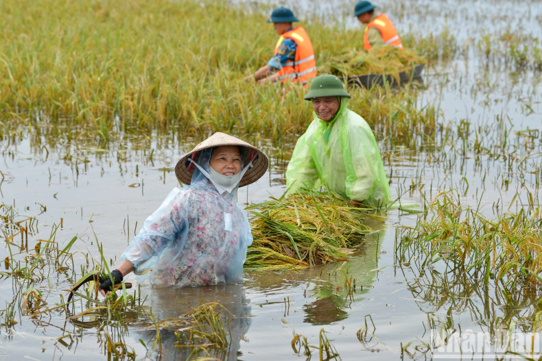 农民涉水到田里收割水稻。