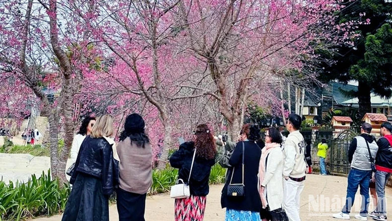 游客会被满树花开的蓝花楹树吸引住。