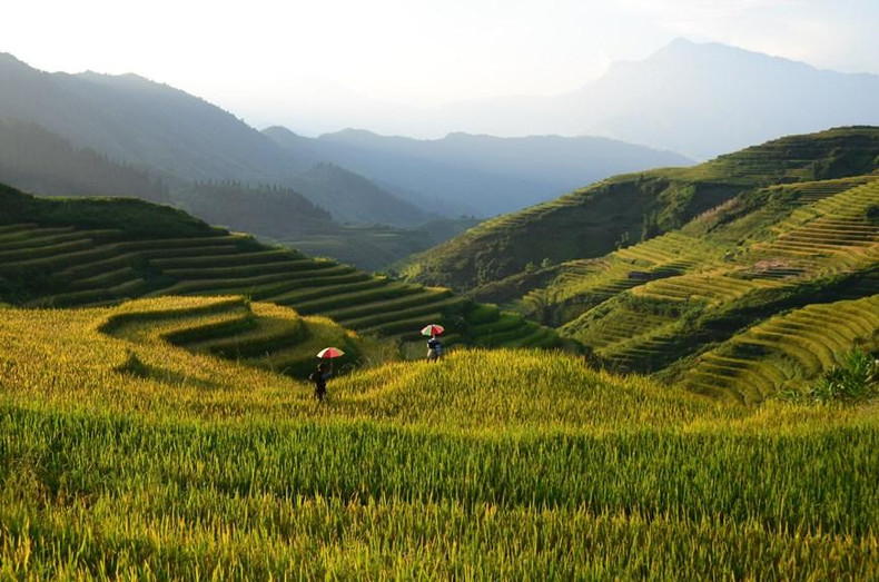 远远望去,沙坝梯田就像一条地毯,给游客留下难忘的深刻印象。 远远望去,沙坝梯田就像一条地毯,给游客留下难忘的深刻印象。