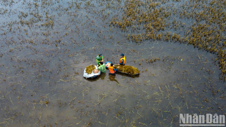 被洪水淹没的稻田。