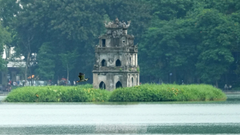 鸟群翩跹筑巢:还剑湖与老城区迎来生态新景 ảnh 11 鸟群翩跹筑巢:还剑湖与老城区迎来生态新景 ảnh 11