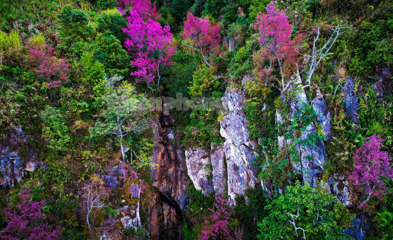 野桃花铺就赫蒙族致富路。(图片来源:先锋报) 野桃花铺就赫蒙族致富路。(图片来源:先锋报)