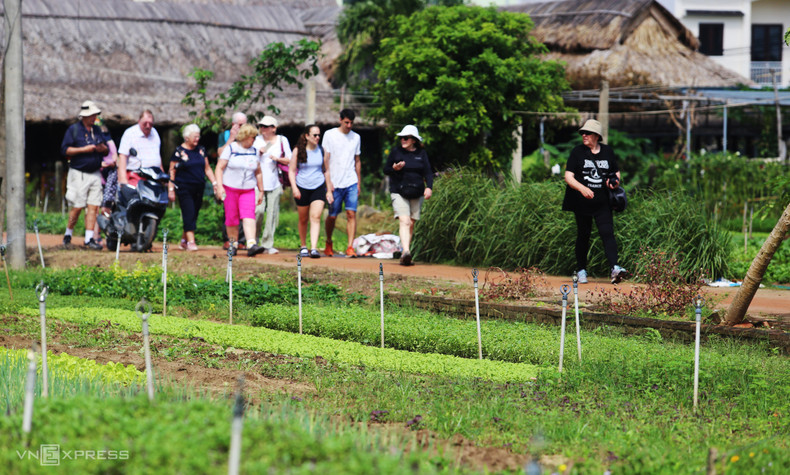 越南茶桂蔬菜村x吸引众多国际游客前来参观体验。(图片来源:vnexpress.net) 越南茶桂蔬菜村x吸引众多国际游客前来参观体验。(图片来源:vnexpress.net)