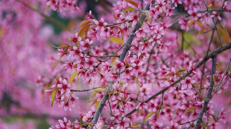 野桃花铺就赫蒙族致富路。(图片来源:先锋报) 野桃花铺就赫蒙族致富路。(图片来源:先锋报)
