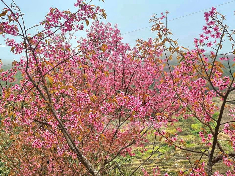 野桃花铺就赫蒙族致富路。(图片来源:先锋报) 野桃花铺就赫蒙族致富路。(图片来源:先锋报)