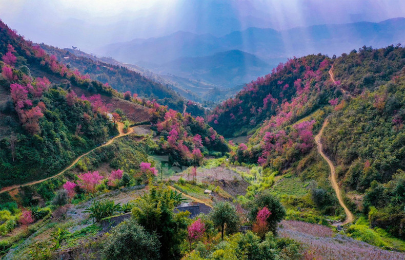 野桃花铺就赫蒙族致富路。(图片来源:先锋报) 野桃花铺就赫蒙族致富路。(图片来源:先锋报)