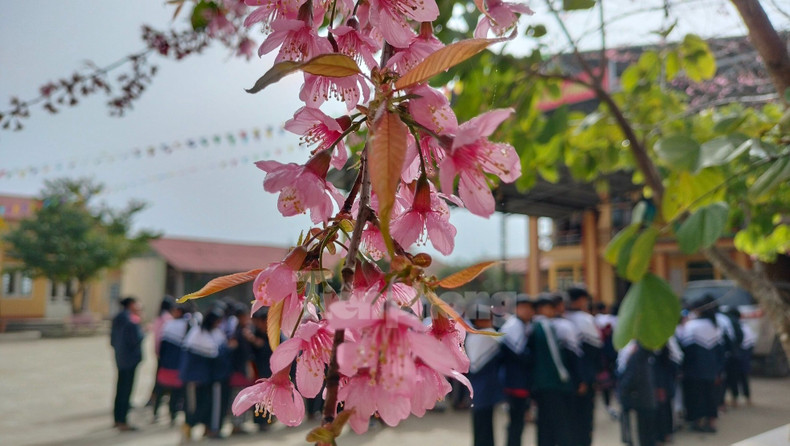 野桃花铺就赫蒙族致富路。(图片来源:先锋报) 野桃花铺就赫蒙族致富路。(图片来源:先锋报)
