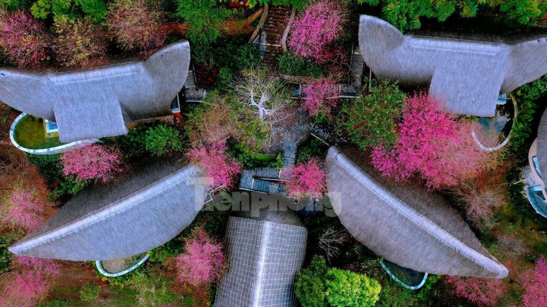 野桃花铺就赫蒙族致富路。(图片来源:先锋报) 野桃花铺就赫蒙族致富路。(图片来源:先锋报)