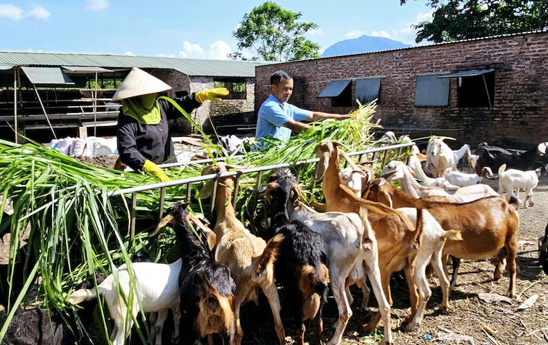 许多经济发展模式给广宁省少数民族地区人民带来高经济效益。