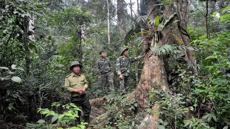 护林员加强森林巡逻和保护。