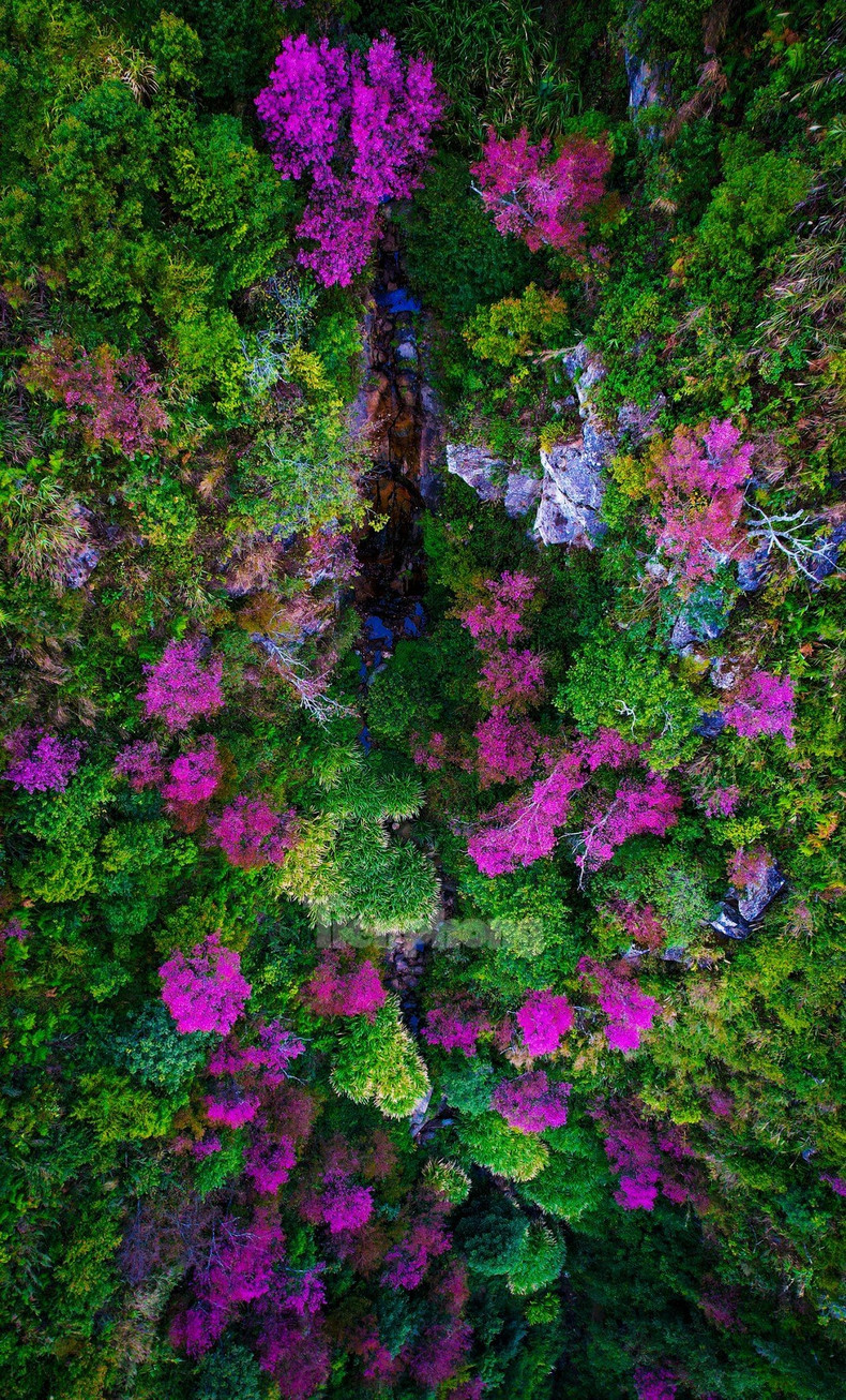 野桃花铺就赫蒙族致富路。(图片来源:先锋报) 野桃花铺就赫蒙族致富路。(图片来源:先锋报)
