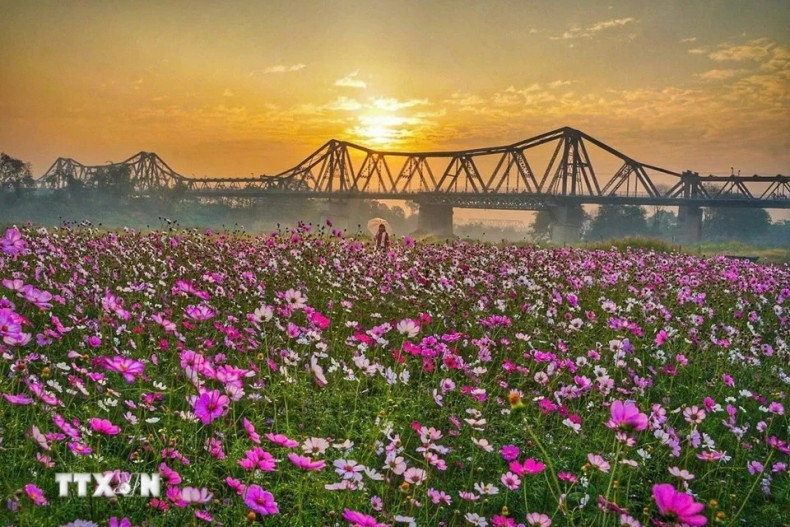 晨曦中的龙边桥,美不胜收。(图片来源:越通社) 晨曦中的龙边桥,美不胜收。(图片来源:越通社)